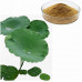 Порошок OB Fresh Lotus Leaf Extracted из листьев лотоса (75 гр) Порошок OB Fresh Lotus Leaf Extracted из листьев лотоса (75 гр)